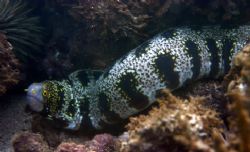 On the Move. This Snowflake Moray was kind enough to pose... by Mathew Cook 